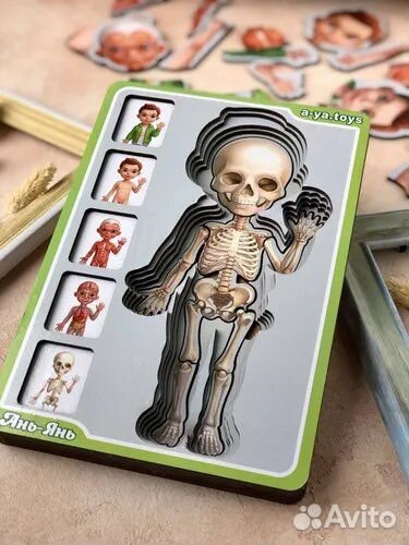 Пазл-сортер Анатомия человека-мальчик