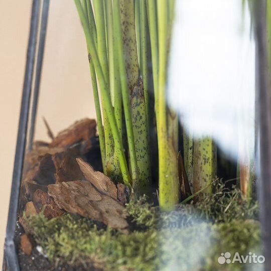 Пальма арека дипсис в кашпо