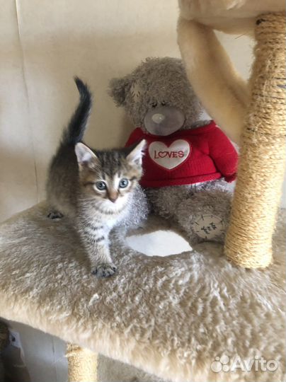 Котята в ответственные руки