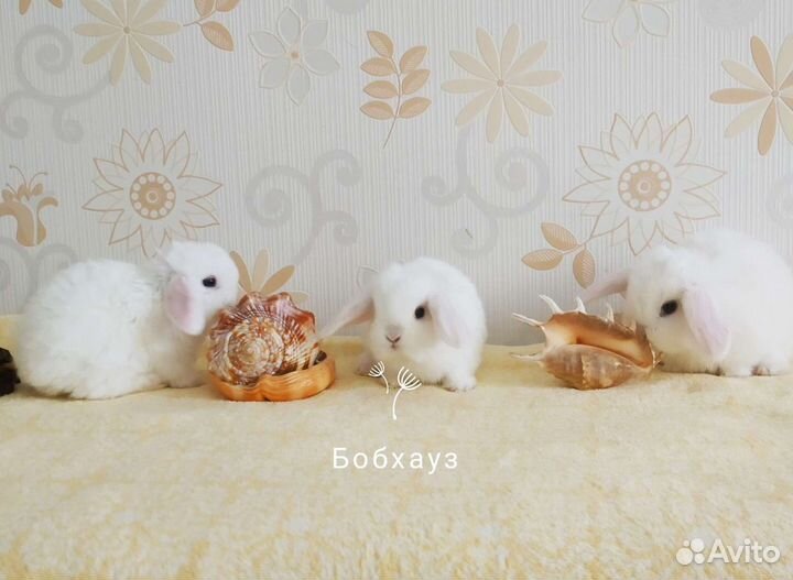 Кролики крольчата мими самые красивые карликовые