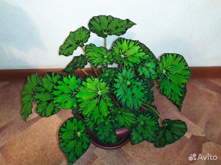 Бегония декоративно-лиственная