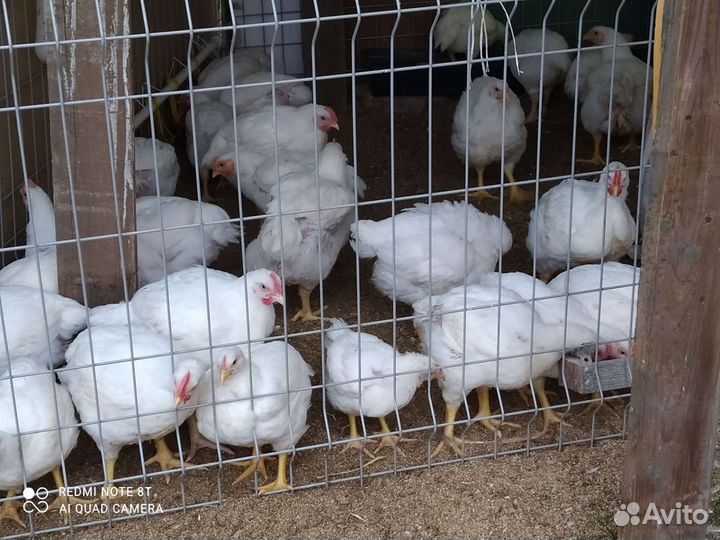 Продукты питания