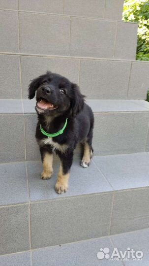 Щенок-девочка бесплатно