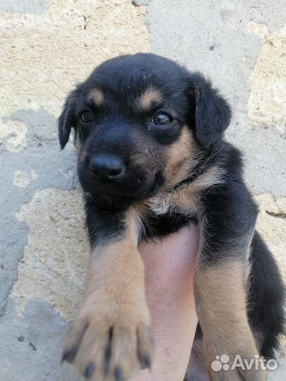 Щеноки в добрые руки