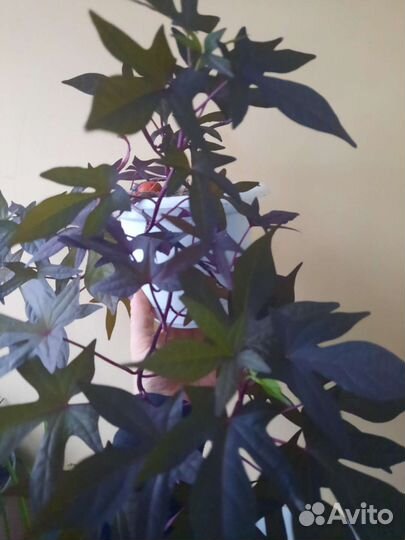 Ипомея батат