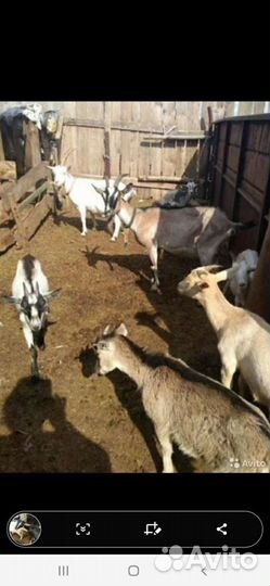 Продам дойных коз, козлят нубийской пород