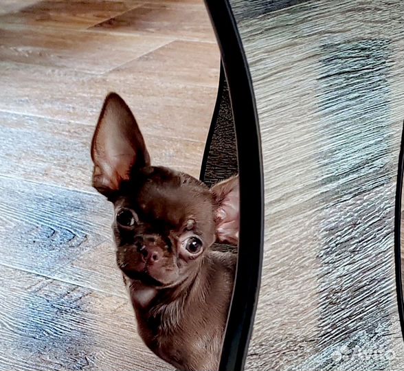 Чихуахуа мини