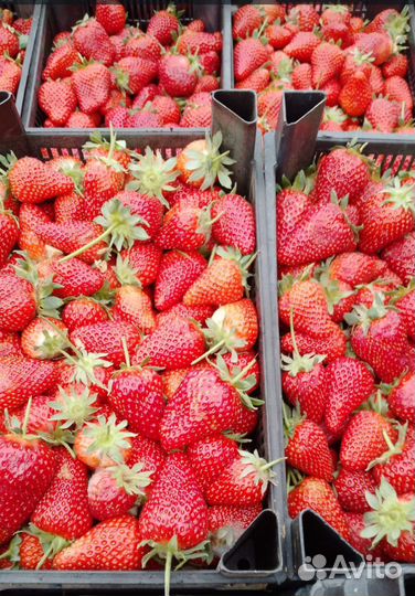 Клубника свежая ягода