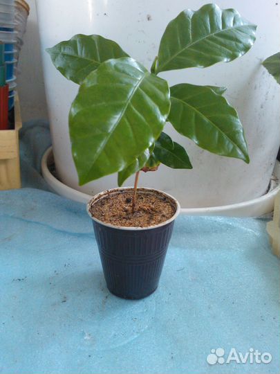 Кофейное деревце