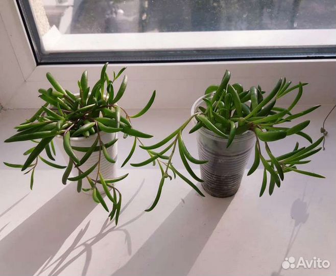 Оттона мясистая