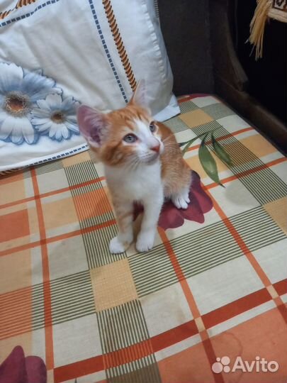 Котенок