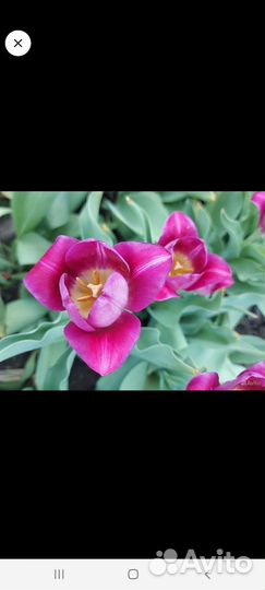 Цветы луковичные