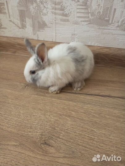 Крольчата декоративные
