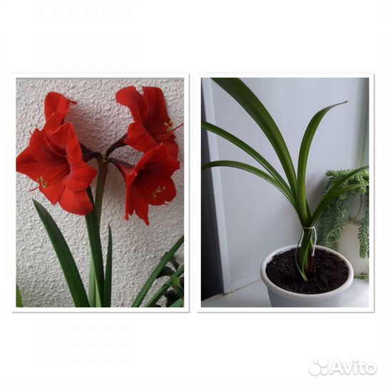 Гиппиаструм