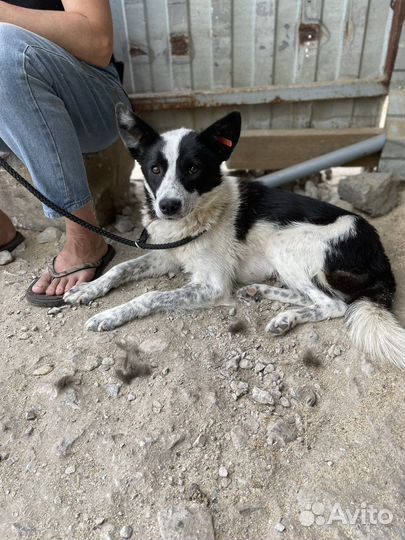 Собака в добрые руки