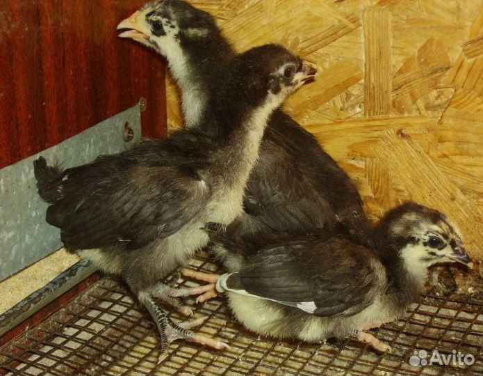 Куры и Цыплята