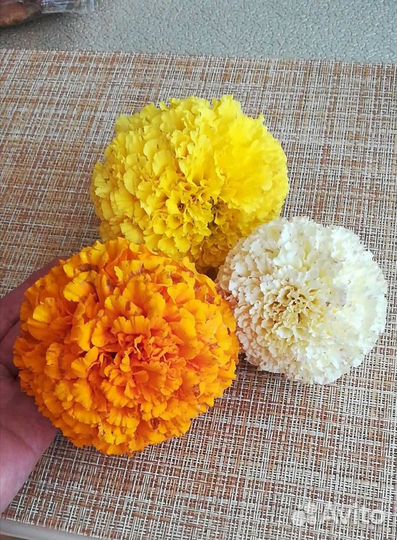 Семена бархатцы(крупные)