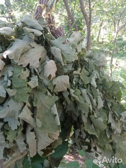 Дубовые веники для бани