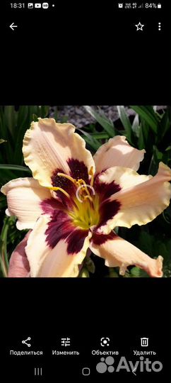 Лилейник, хоста, гравилат, нивяник, флокс