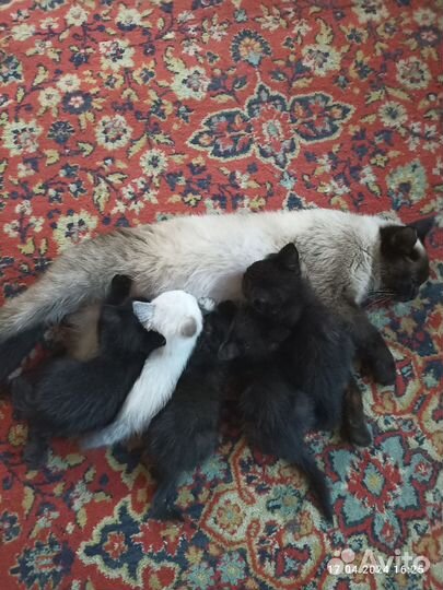 Кошки в добрые руки