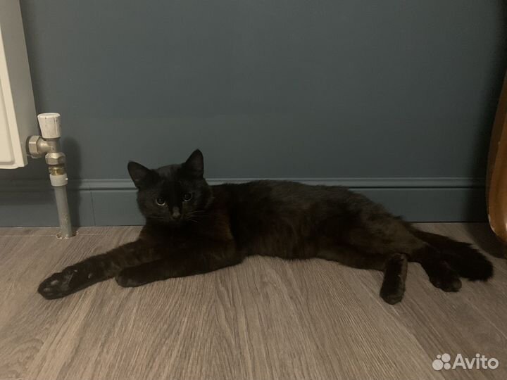 Кот в добрые руки