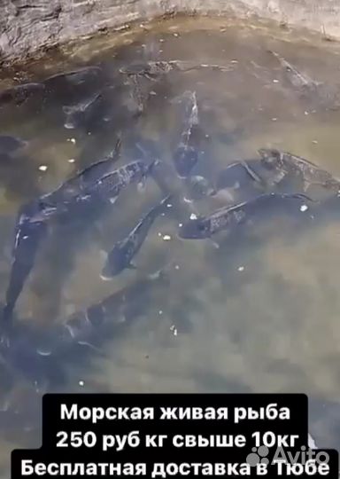 Живая рыба Сазан