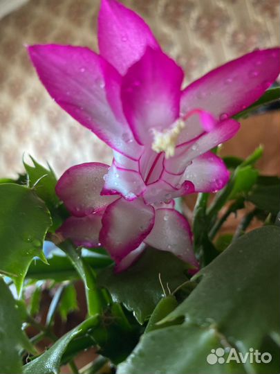 Декабрист+денежное дерево+хлорофитум