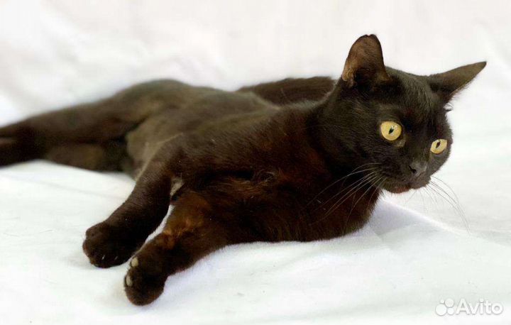 Бурманская порода