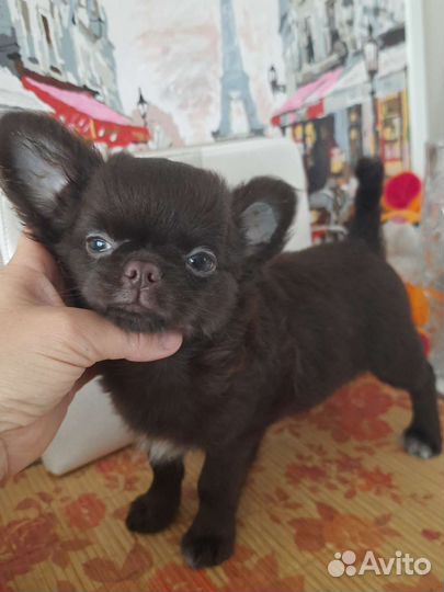 Чихуахуа красивый мальчик