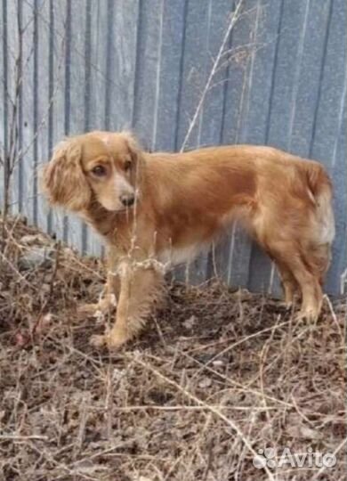 Кокер спаниель