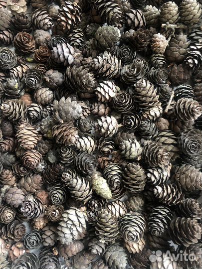 Шишки лиственницы