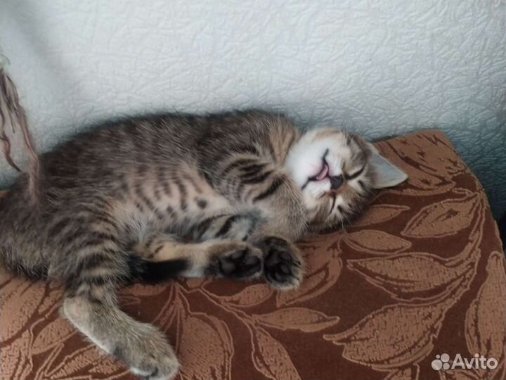 Котята в добрые руки приучены к лотку