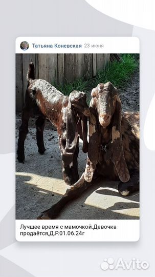 Козочка Камори 100%