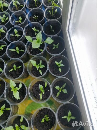 Рассада помидор и перца
