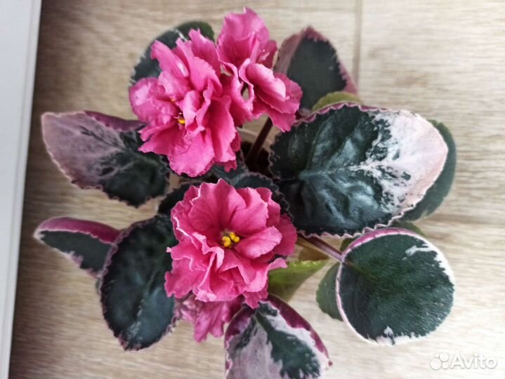 Комнатные растения