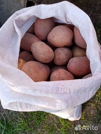Продам картофель