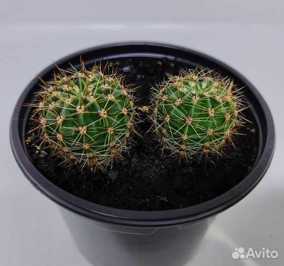 Кактус эхинопсис (подобный ежу)