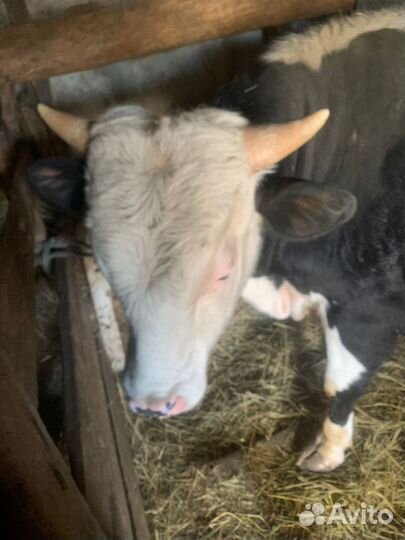 Быки, телка