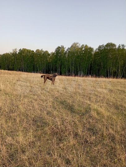 Участок 100 сот. (СНТ, ДНП)