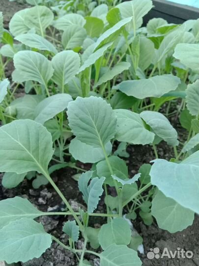 Рассада капусты