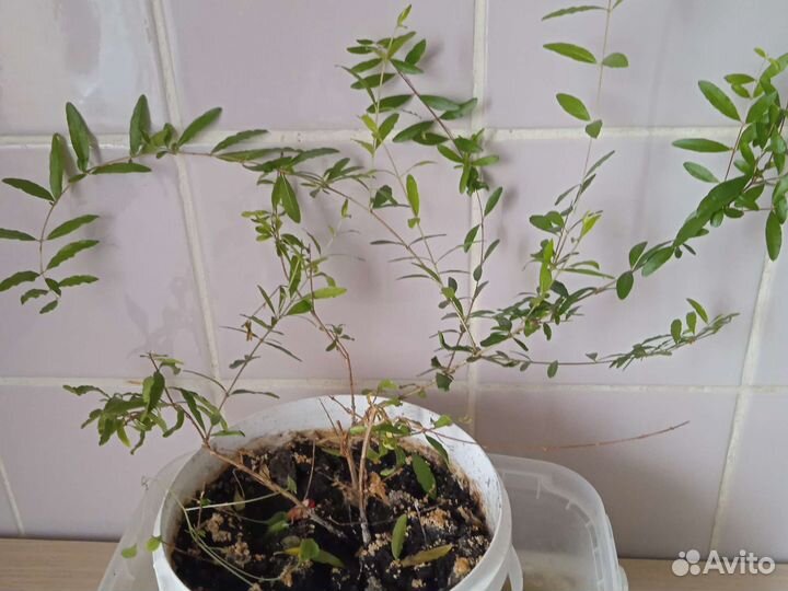 Гранат комнатный