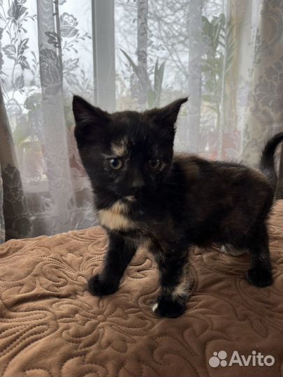 Черный котенок