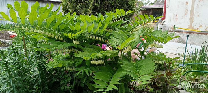 Купена (синдрик, Соломонова печать)