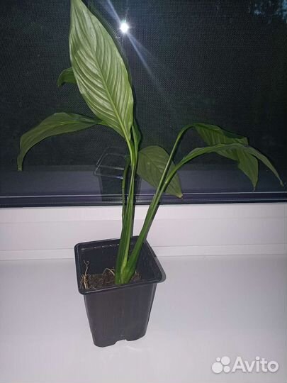 Спатифиллум