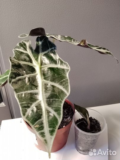 Алоказия полли.алоказия пахучая.шкура дракона