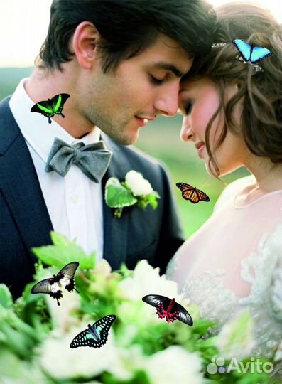 Салют из 20 Живых Тропических Бабочек с/б-332