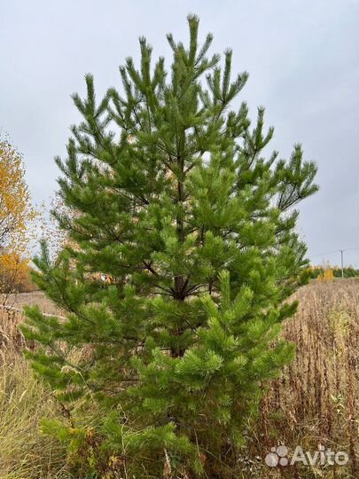 Сосна обыкновенная 4-5 метров