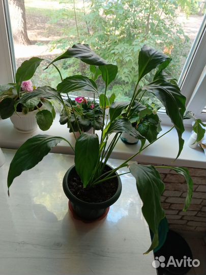 Спатифиллум