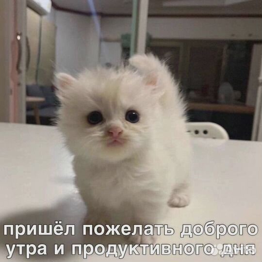 Милые коты