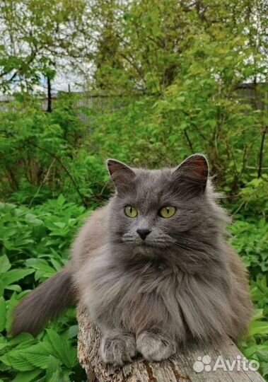 Кошка метис сибирской